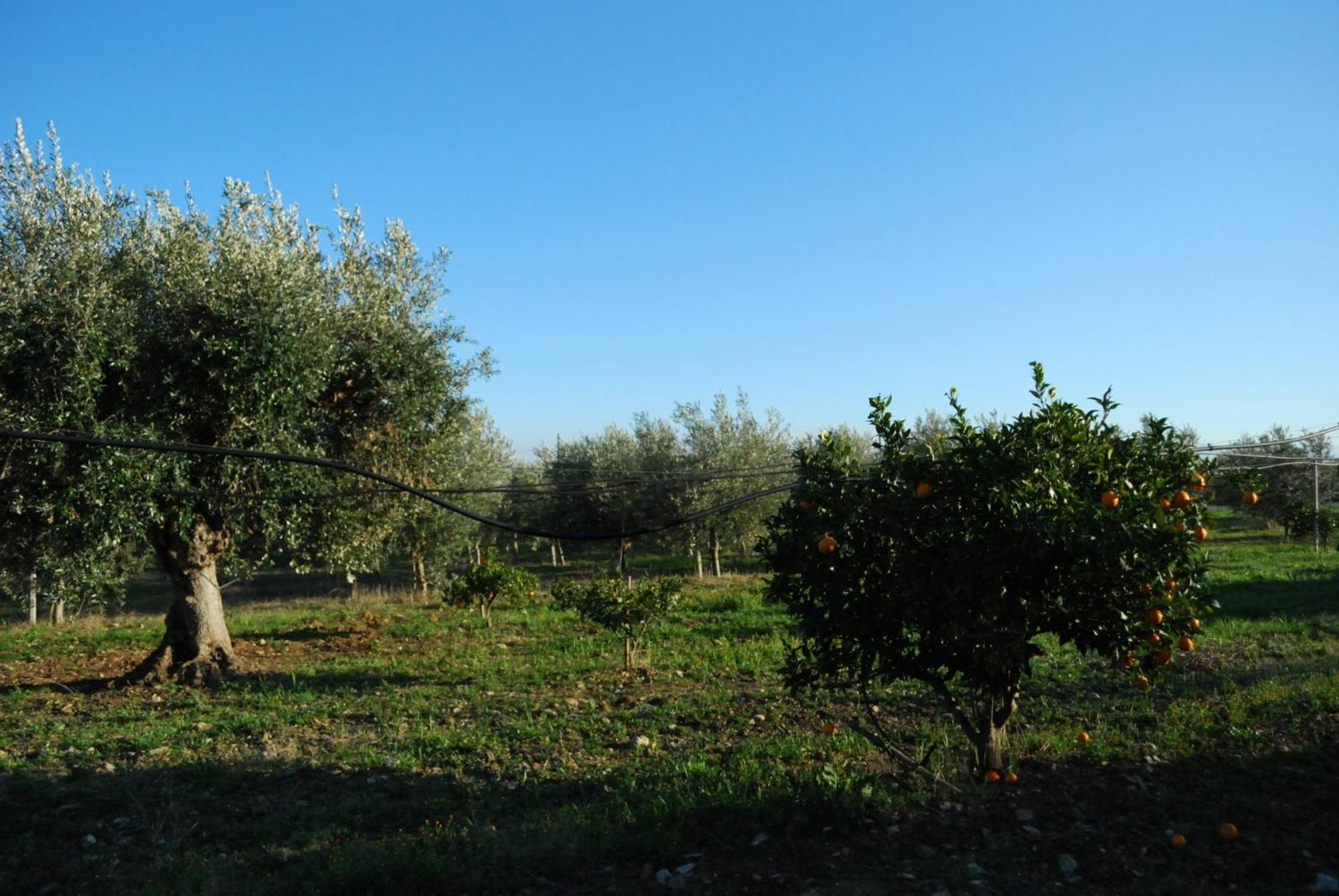 Agriturismo - B&B "La Funicolare" Francavilla Marittima Exteriér fotografie